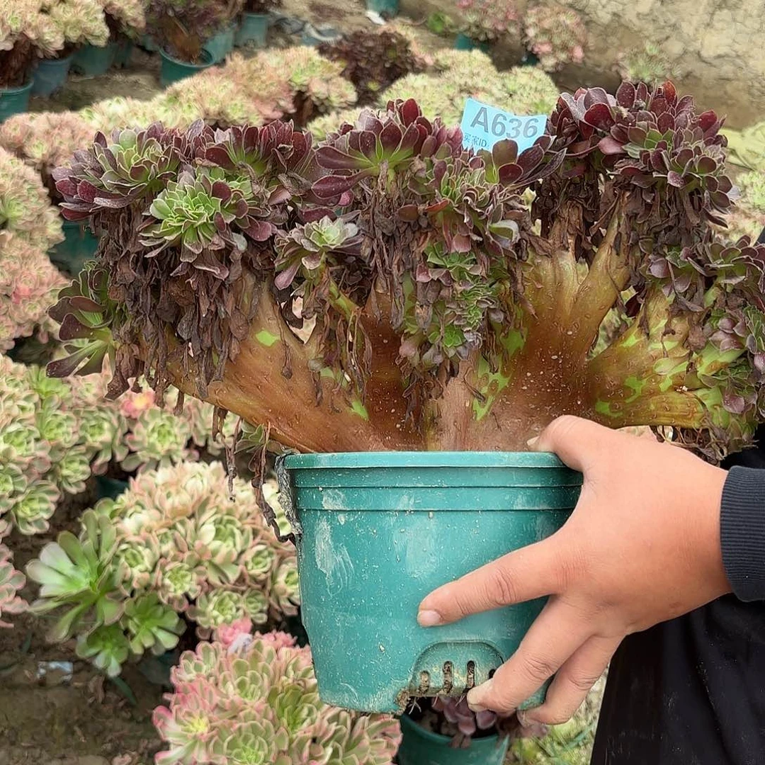 欧紫缀化93-22-636