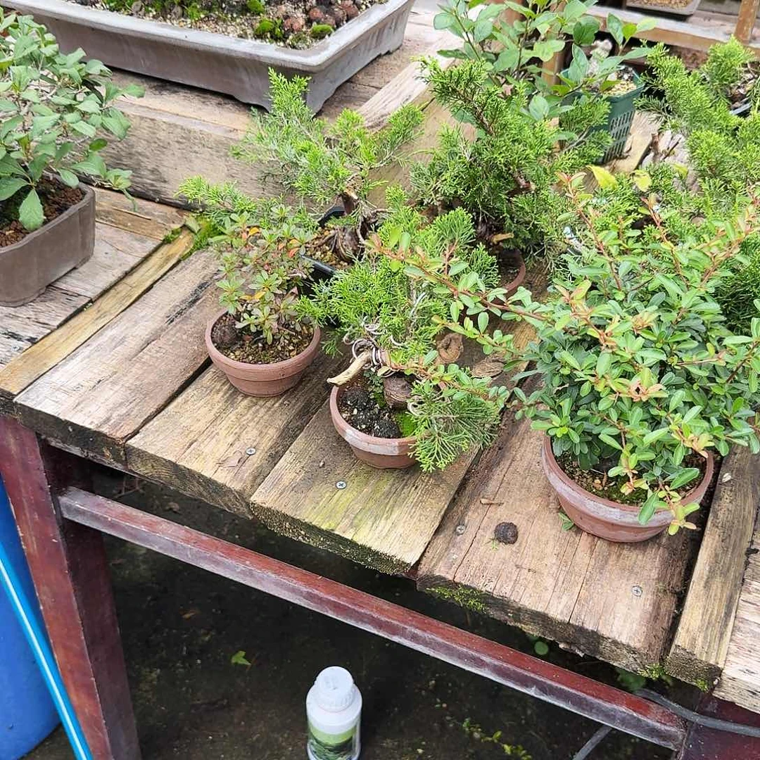 柚**茶黑大袋一袋包邮3–6