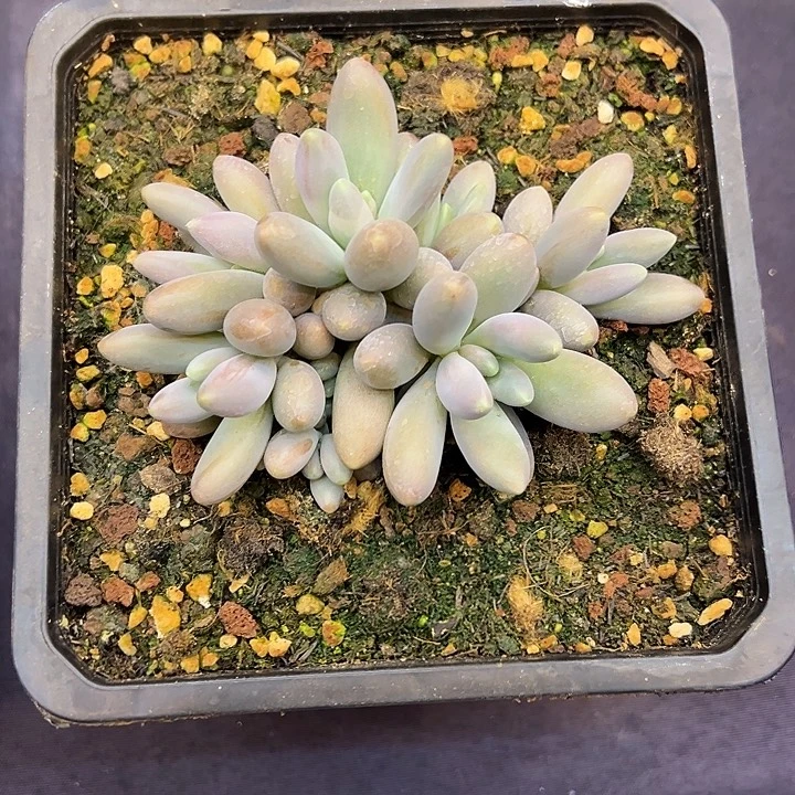 彩胖体烟火大群多肉植物