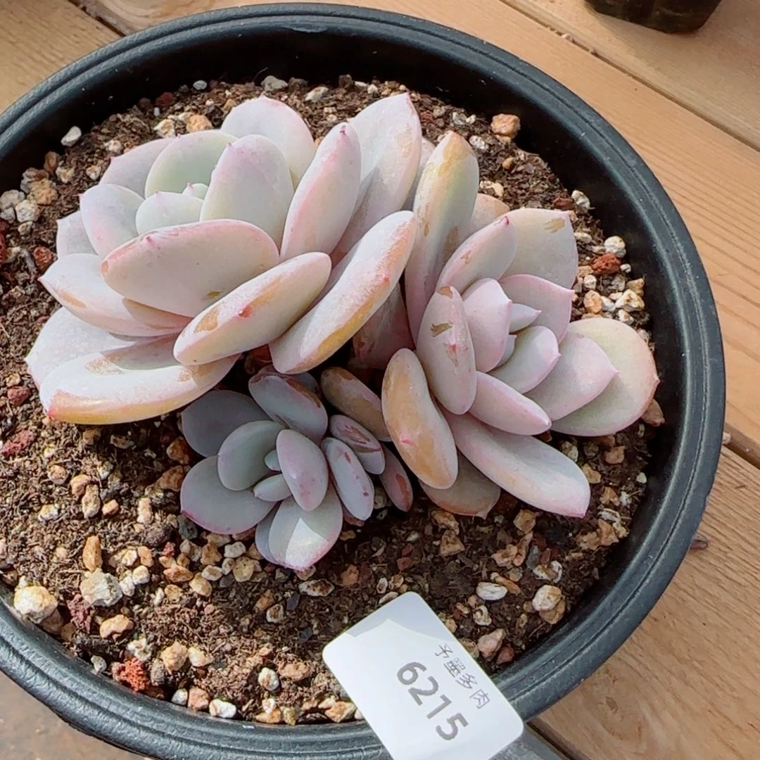 奶茶无砍，6215多肉植物