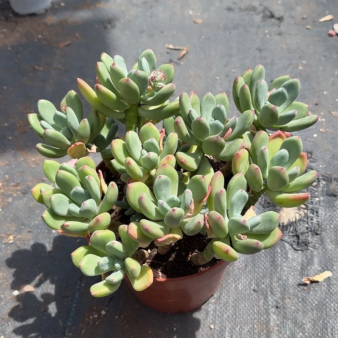 青星美人多肉一上午