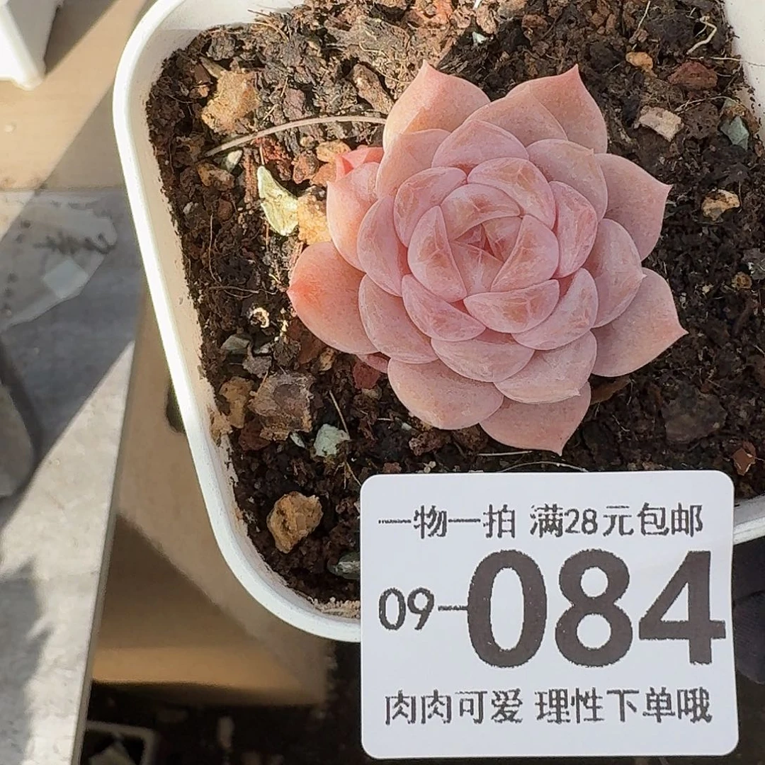 良辰无盆土发货无