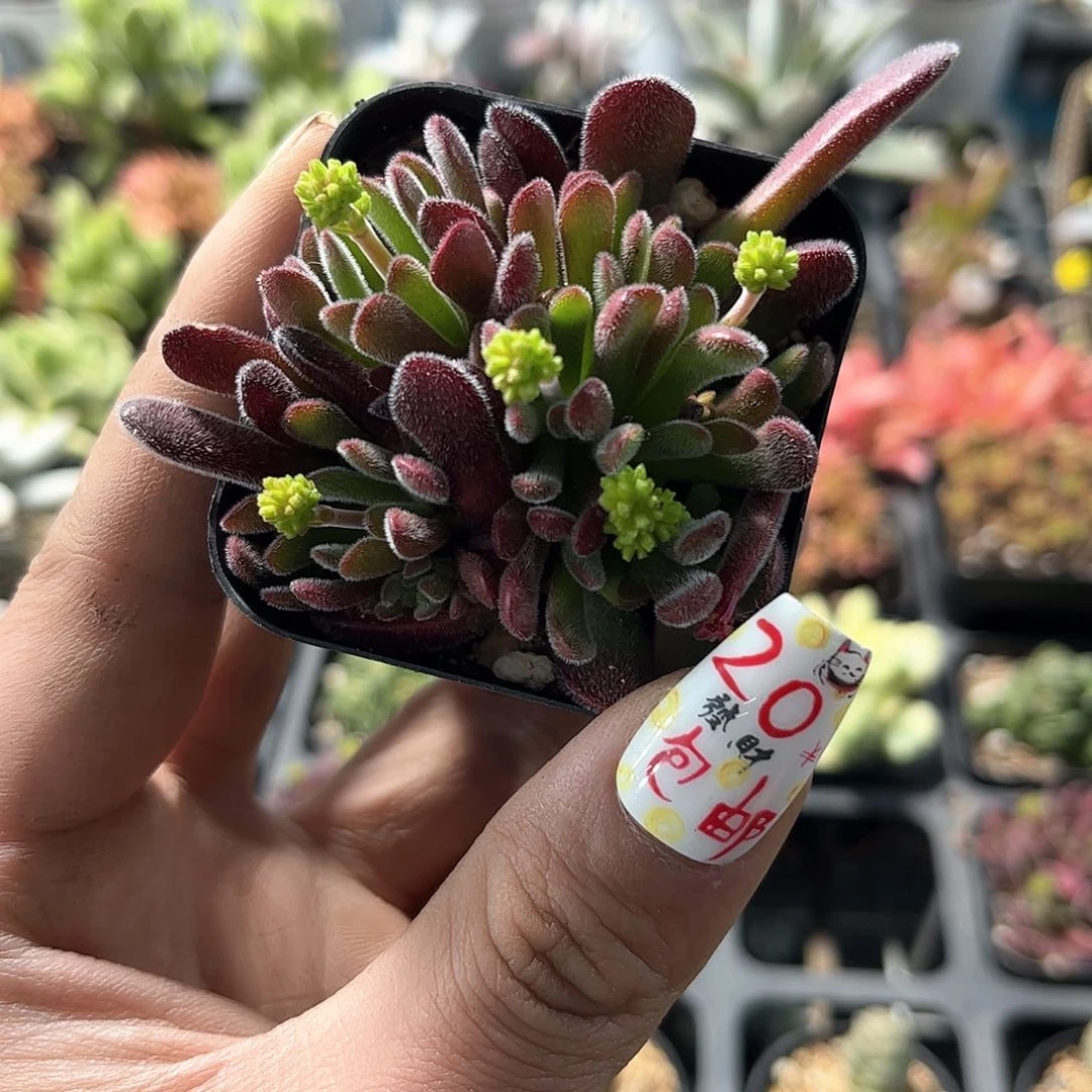 梦椿单头发货有根发货