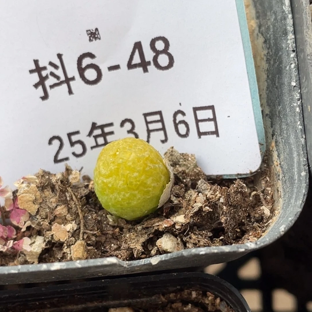 6-48玉米多肉植物