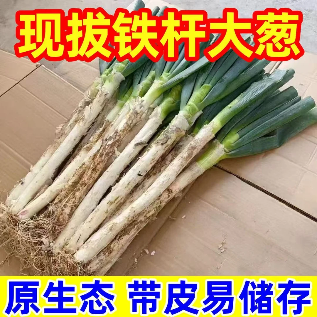 新鲜铁杆大葱现挖现发甜脆多汁蔬菜产地直发鲜嫩脆带皮去半叶