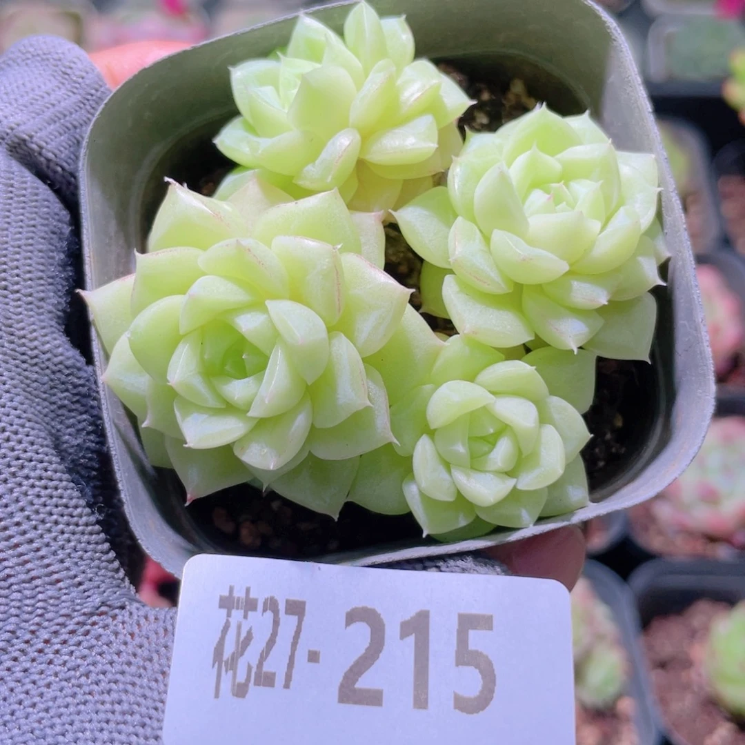 花利美27-215白天鹅