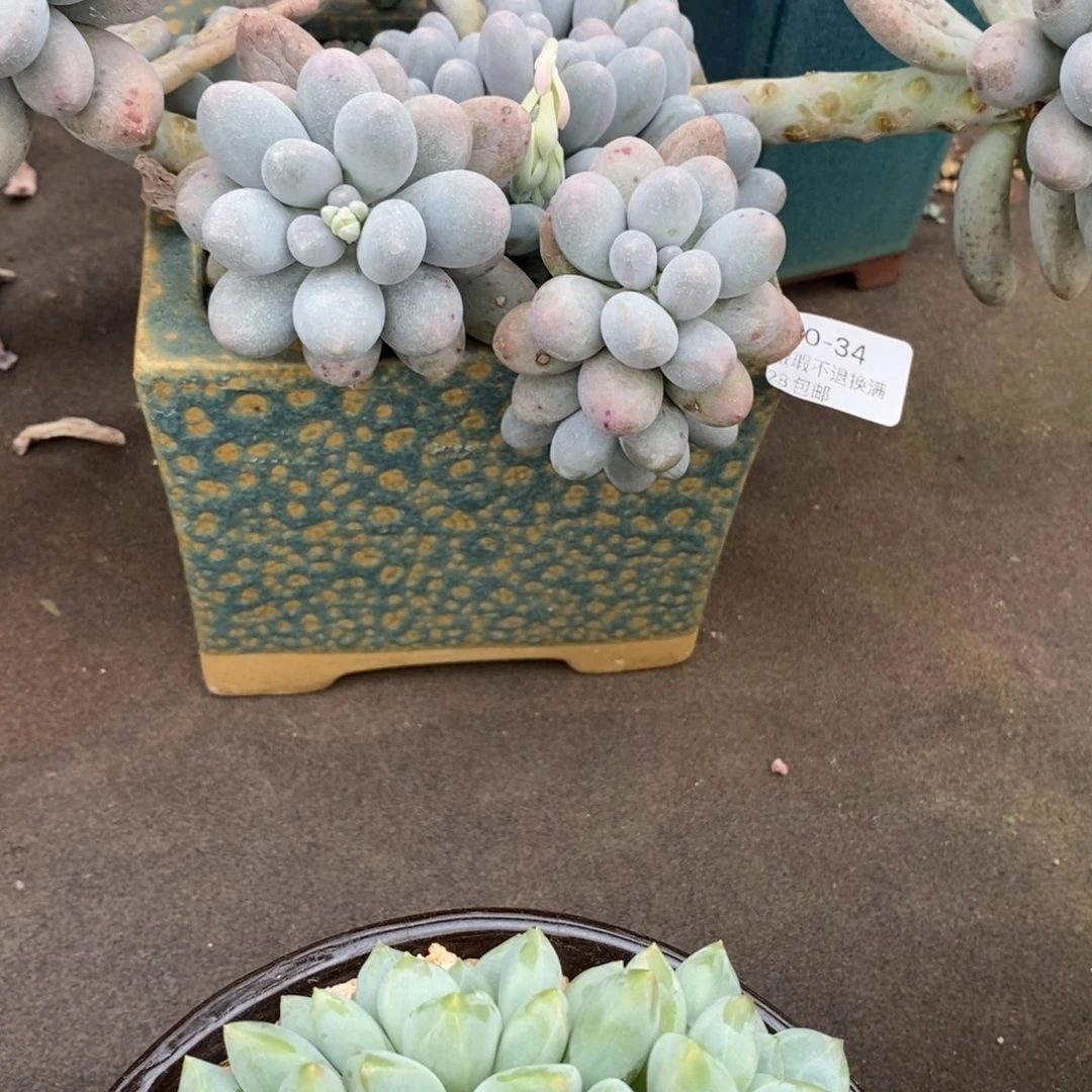 静***34哈多肉盆口径10