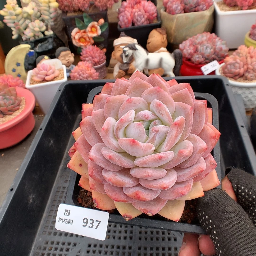 937梦露多肉植物666