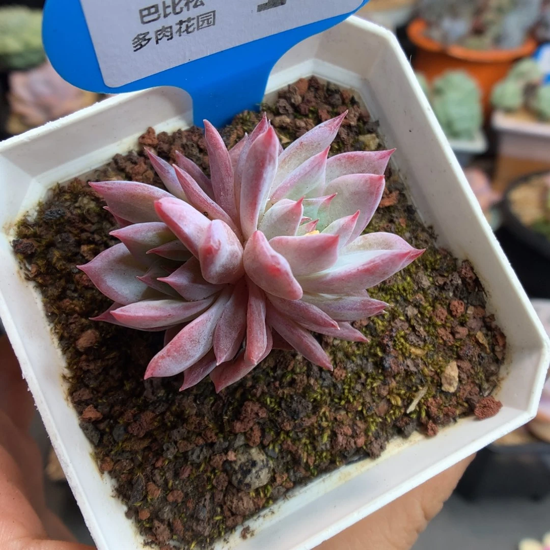 169双头粉蓝鸟石化多肉植物