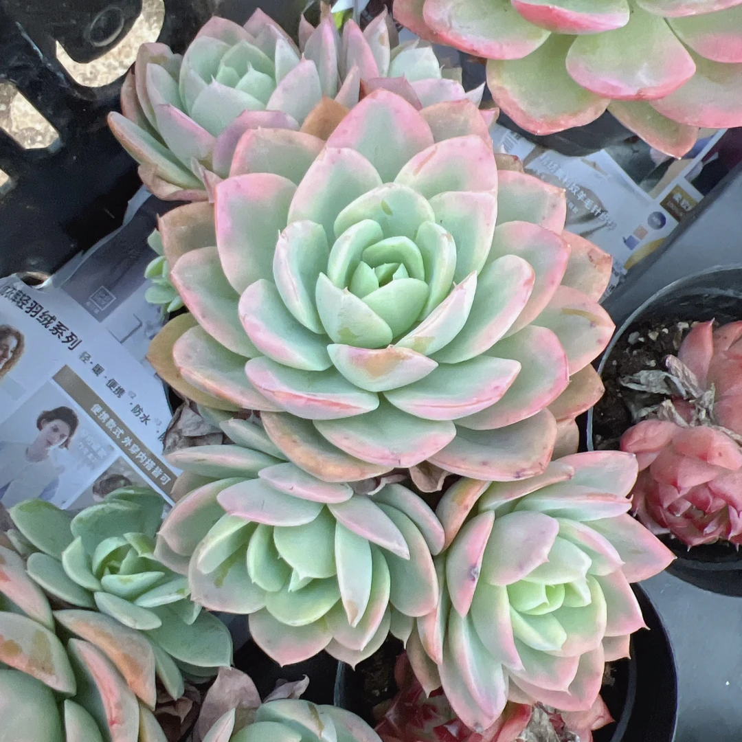 粉色贝拉锦小群#脱土发货多肉