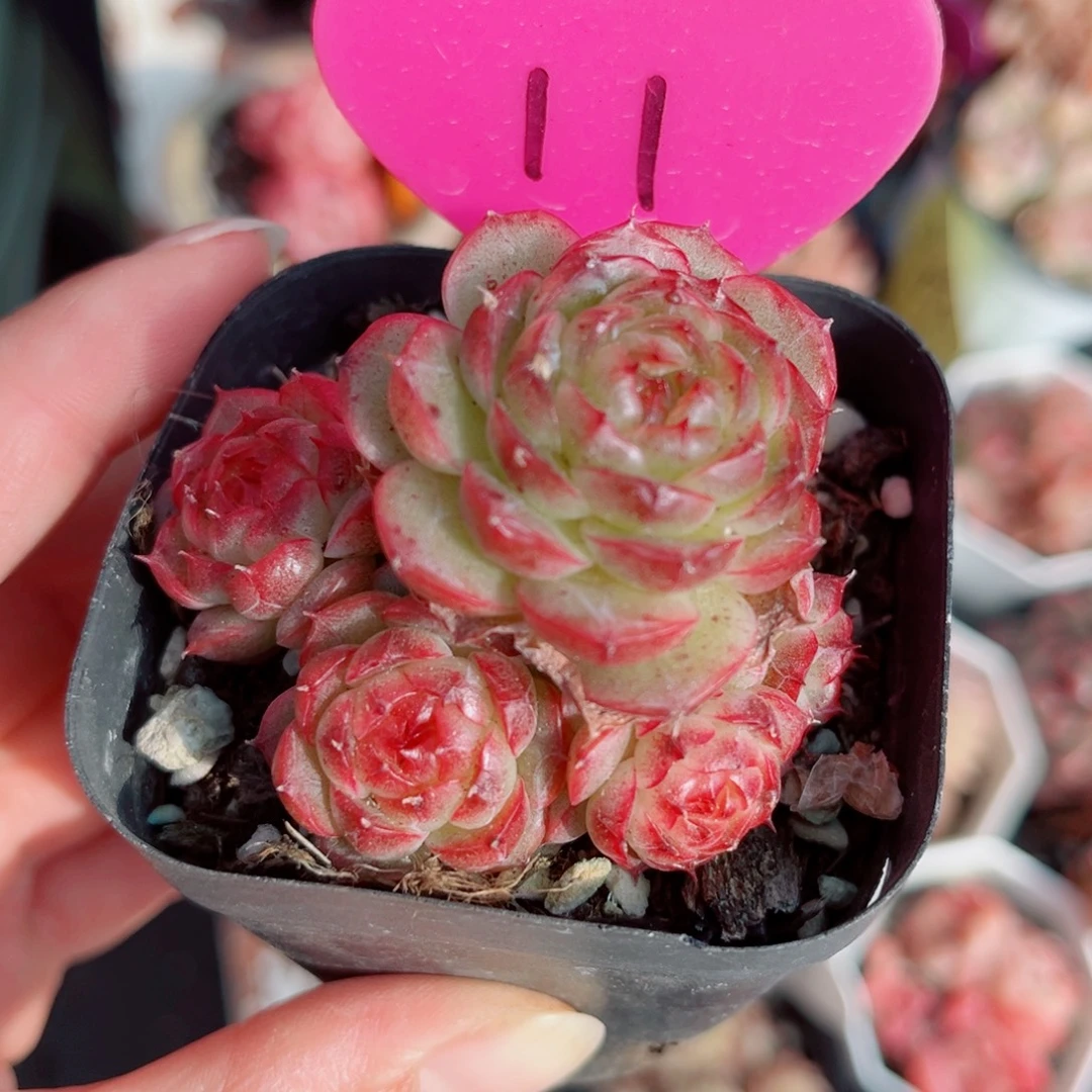 11号小老桩珍妮群