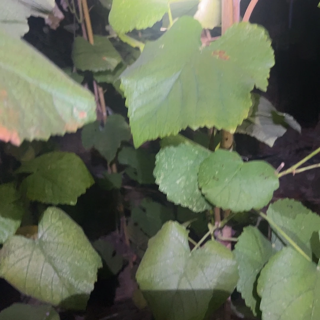 寒香蜜二年小树偏细