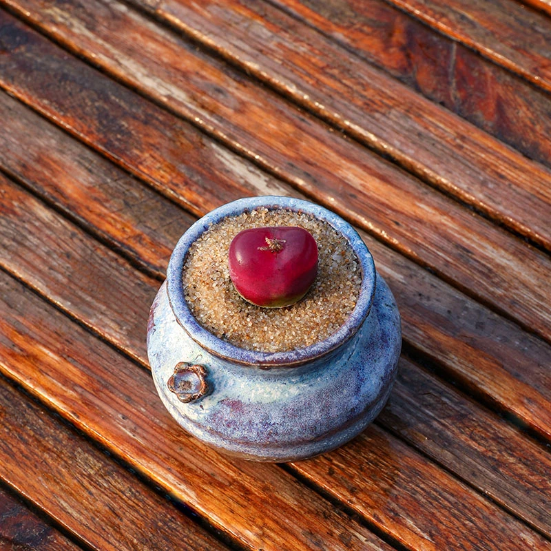 毛汉尼 红宝石 多肉植物 肉锥花母本 套餐番杏阳台盆栽
