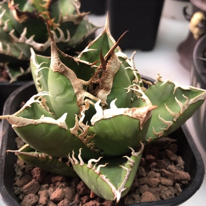 狂刺立可白仁王冠龙舌兰