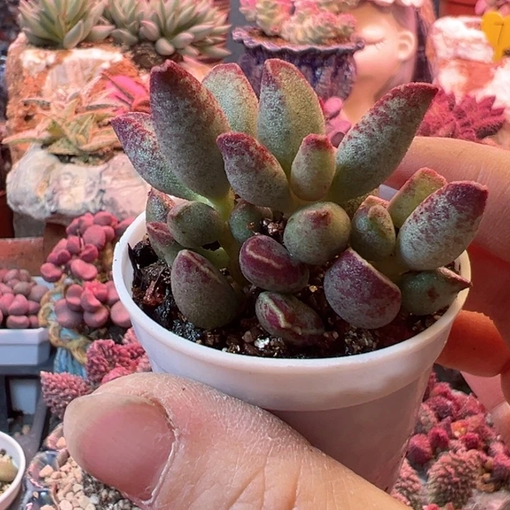 浮**梦艾薇。