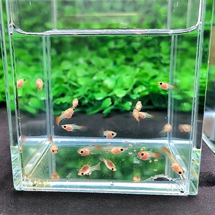 孔雀鱼红头玻璃猫苗子15条含5条被损。