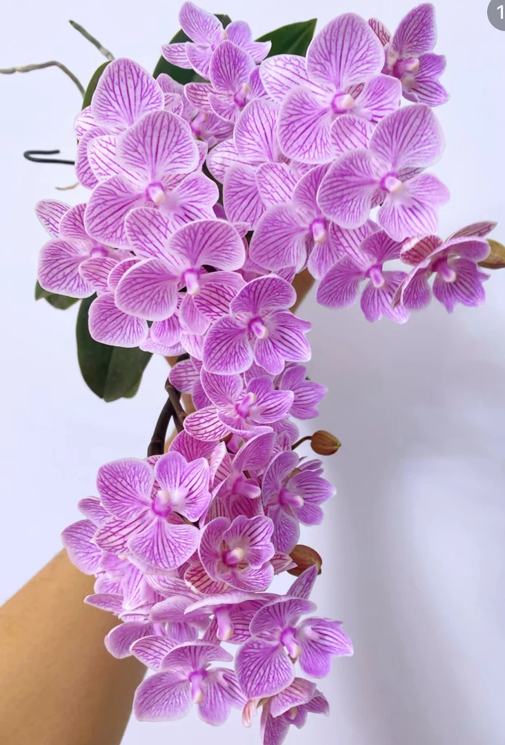 （樱花）蝴蝶兰3.0寸出梗苗发货