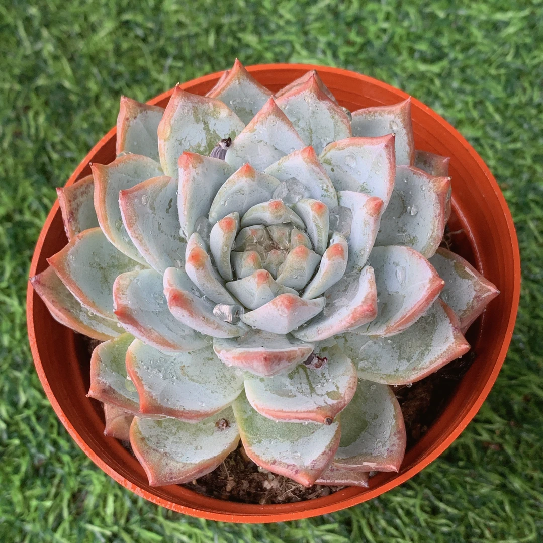 粉蓝鸟单头6-8CM【花界草堂】精品多肉阳台盆栽新手易养一单包邮