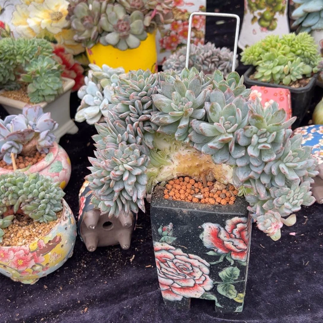 -****-新年快乐 新年快乐 新年快乐