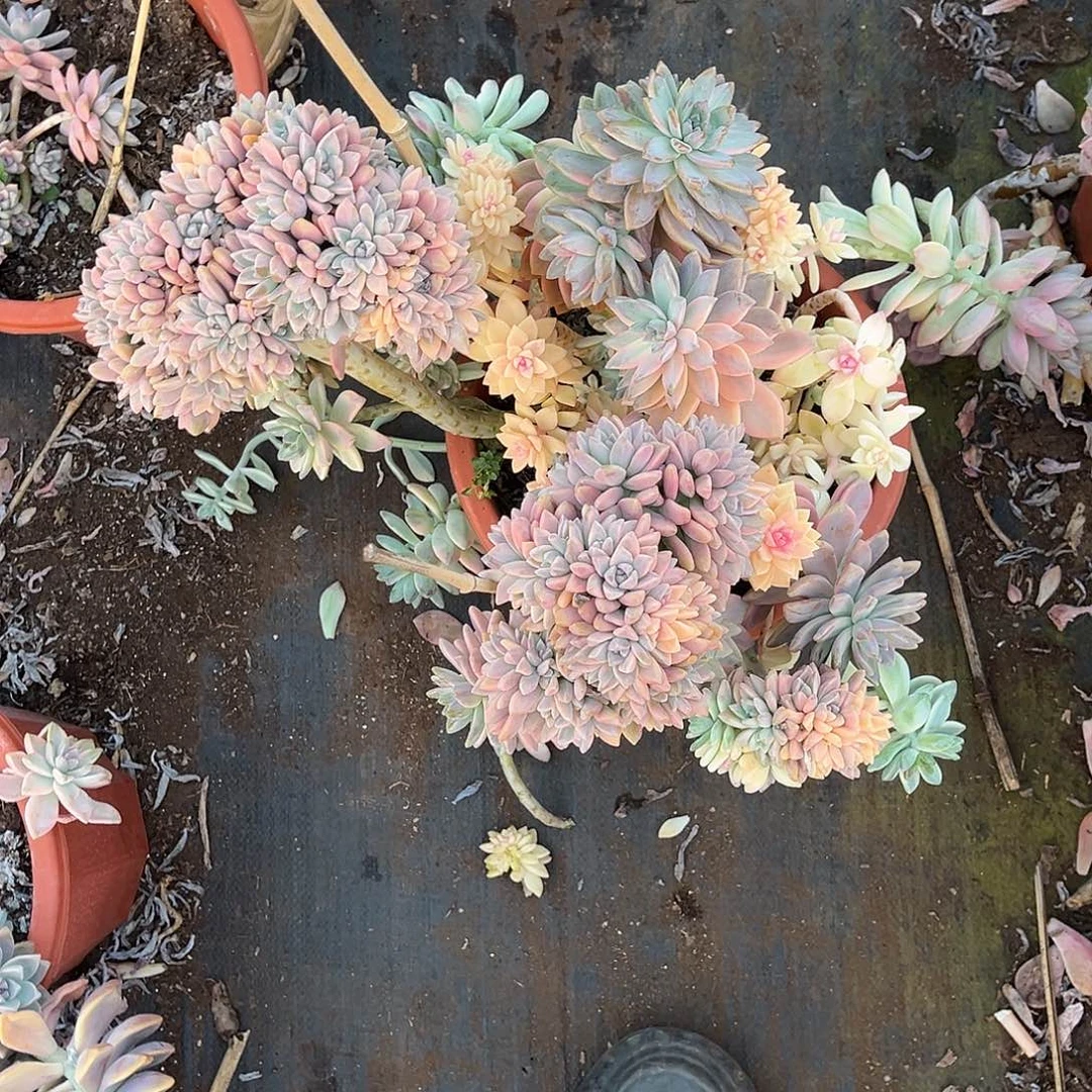 存*姐多肉植物大淡雪景280