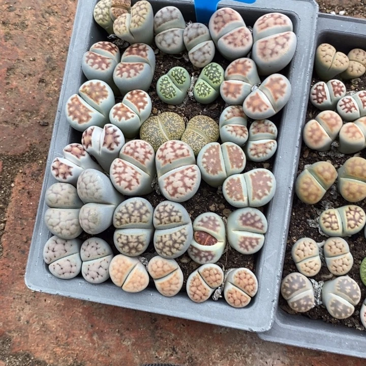 绵***雨生石花的季节到啦哈哈我504