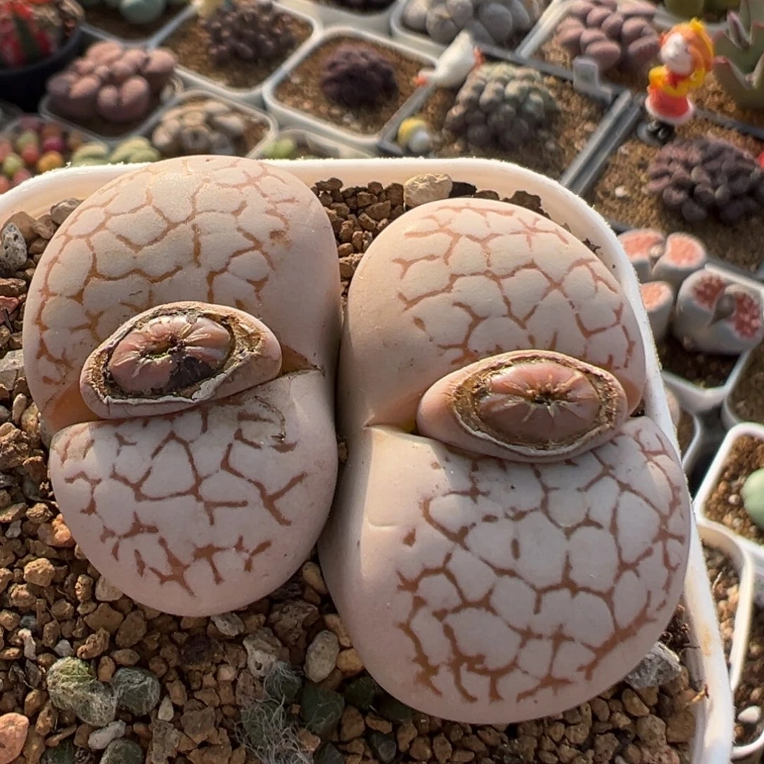 79多肉植物百科植物