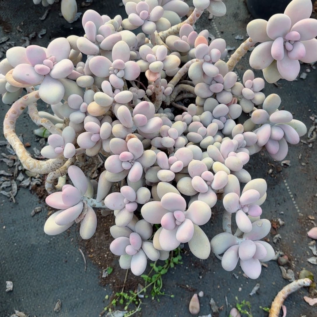 青****曦桃蛋28-77。