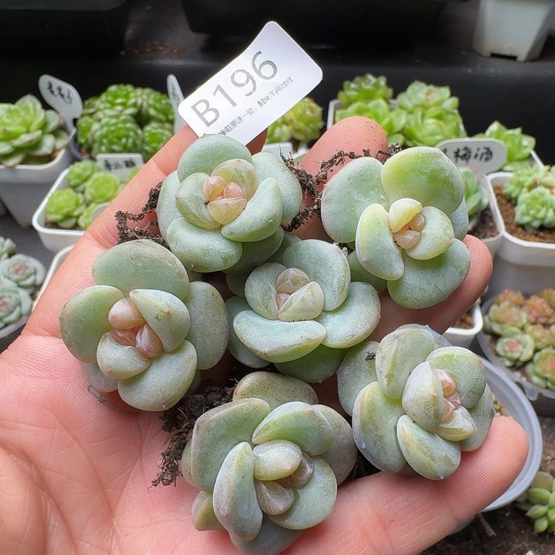 一物一拍一盒-627-196