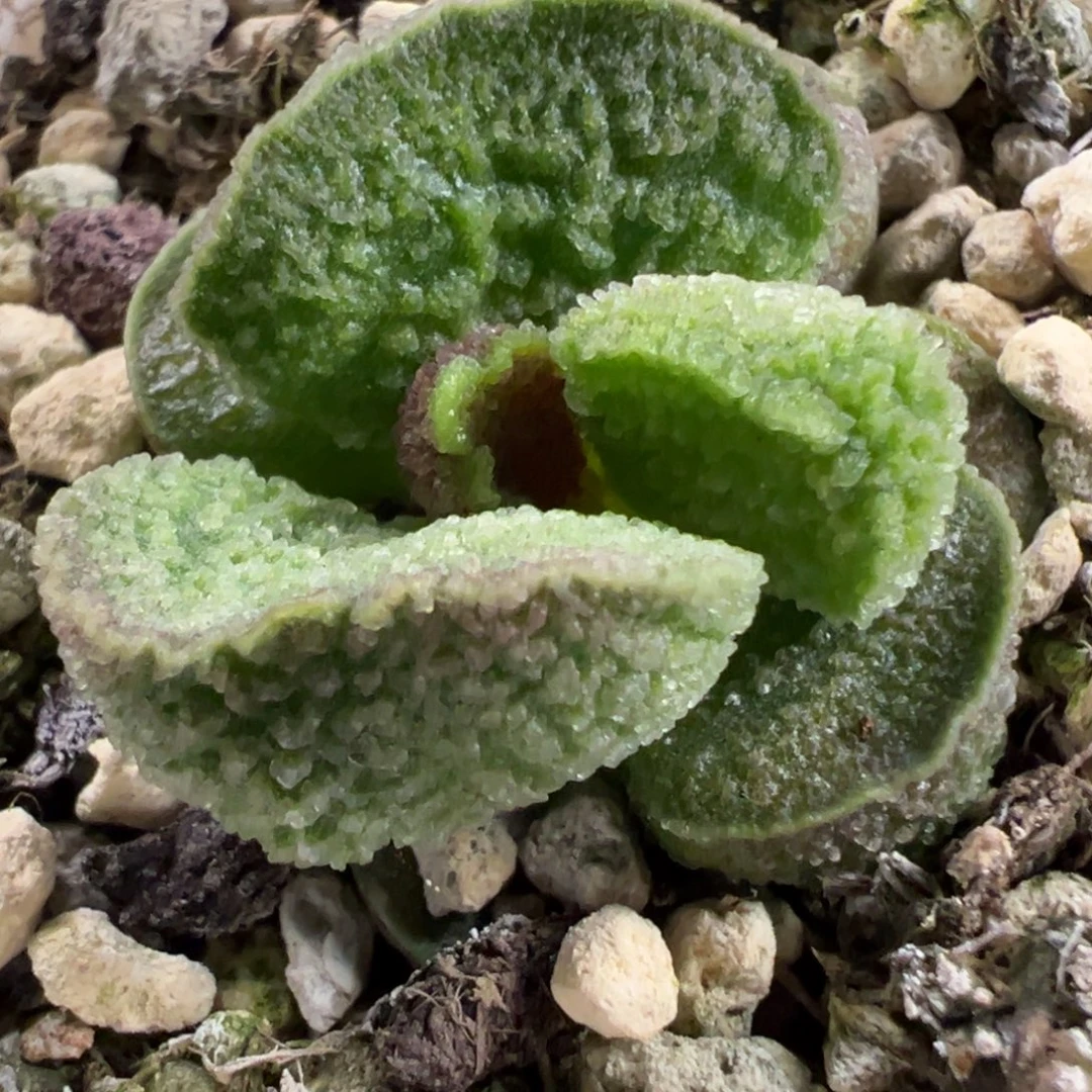 实生新品多肉植物水泡多肉植物