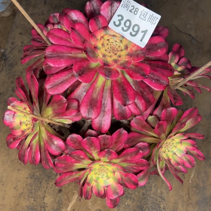 3991舞天姬多肉植物