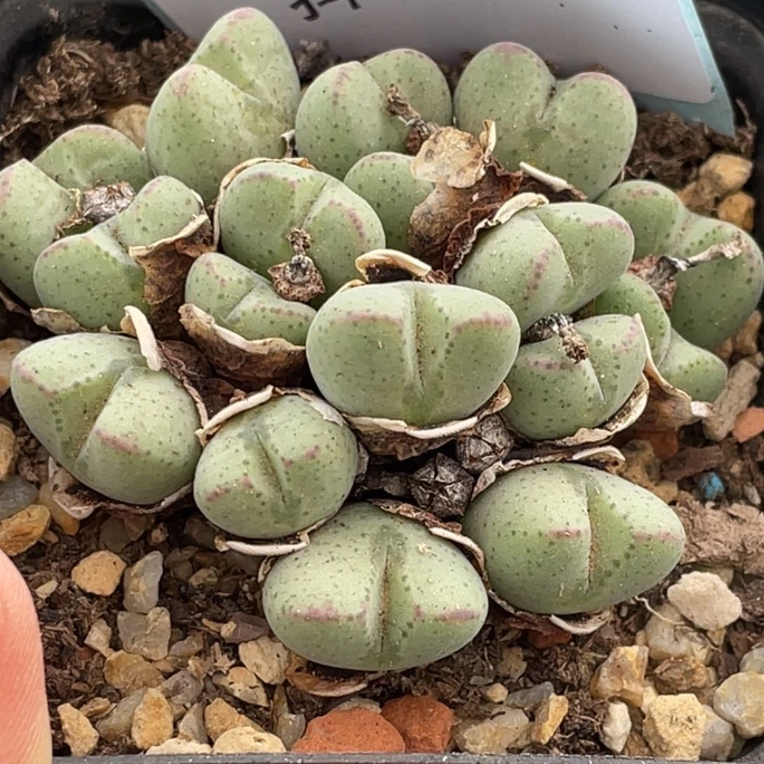 23-86将多肉植物肉锥