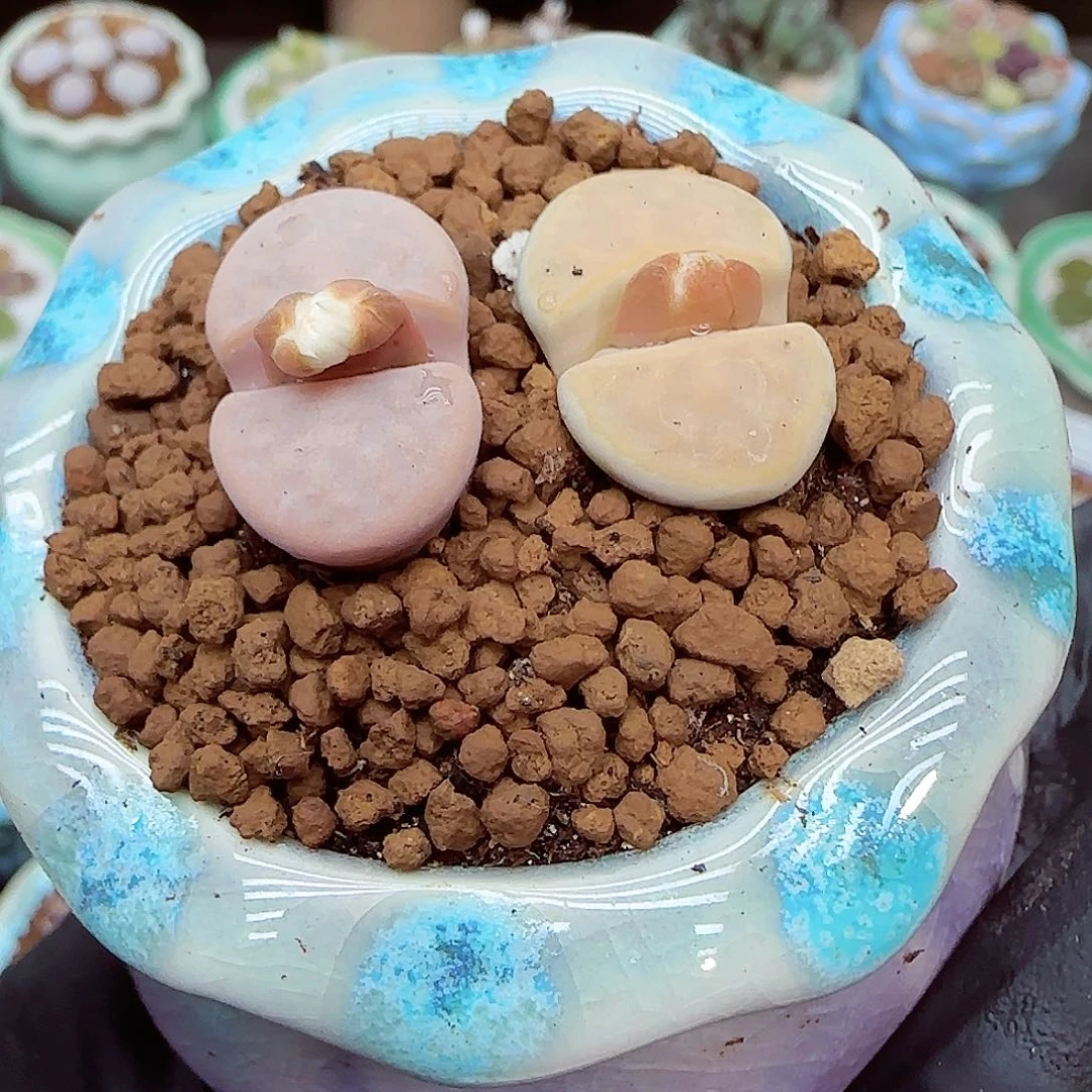 生石花满18包邮1122-49