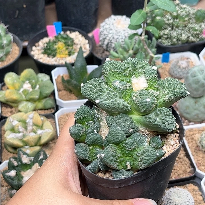 无花朵哥斯拉牡丹自根带盆发货