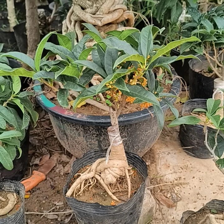 郭***秀完全开放八月桂朱砂