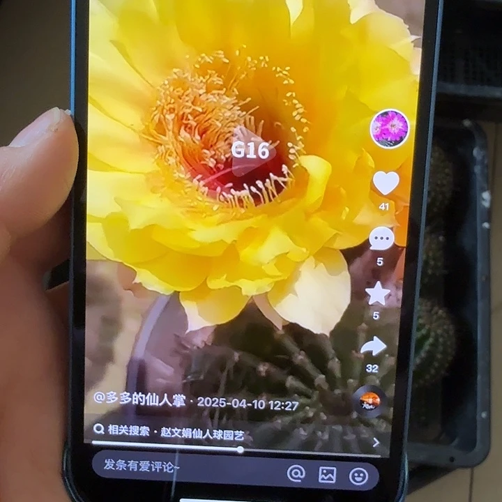 仙人球彩草侧芽歪g16歪