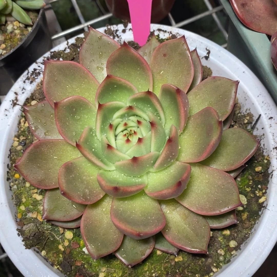x034-多肉植物 东云