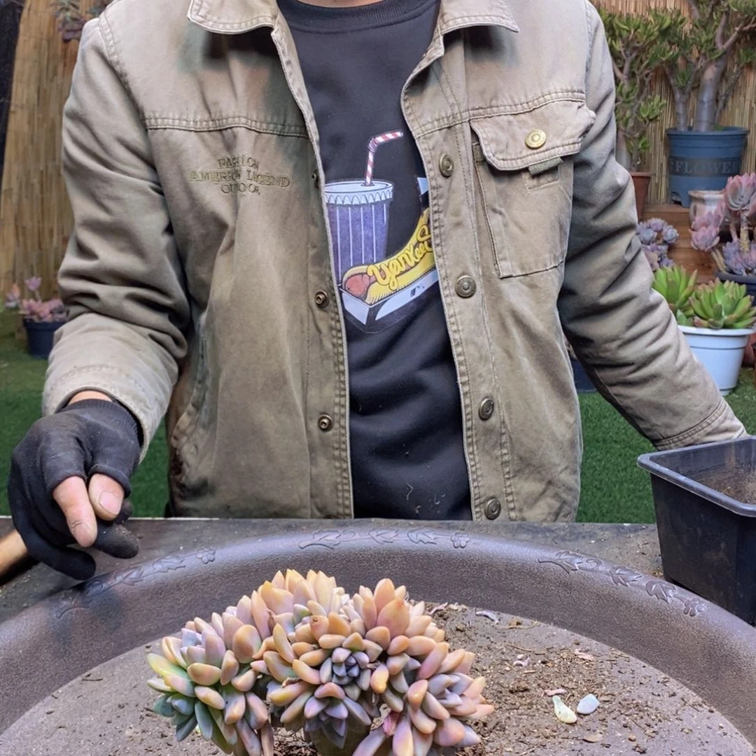 芯**水B19号号淡雪缀化