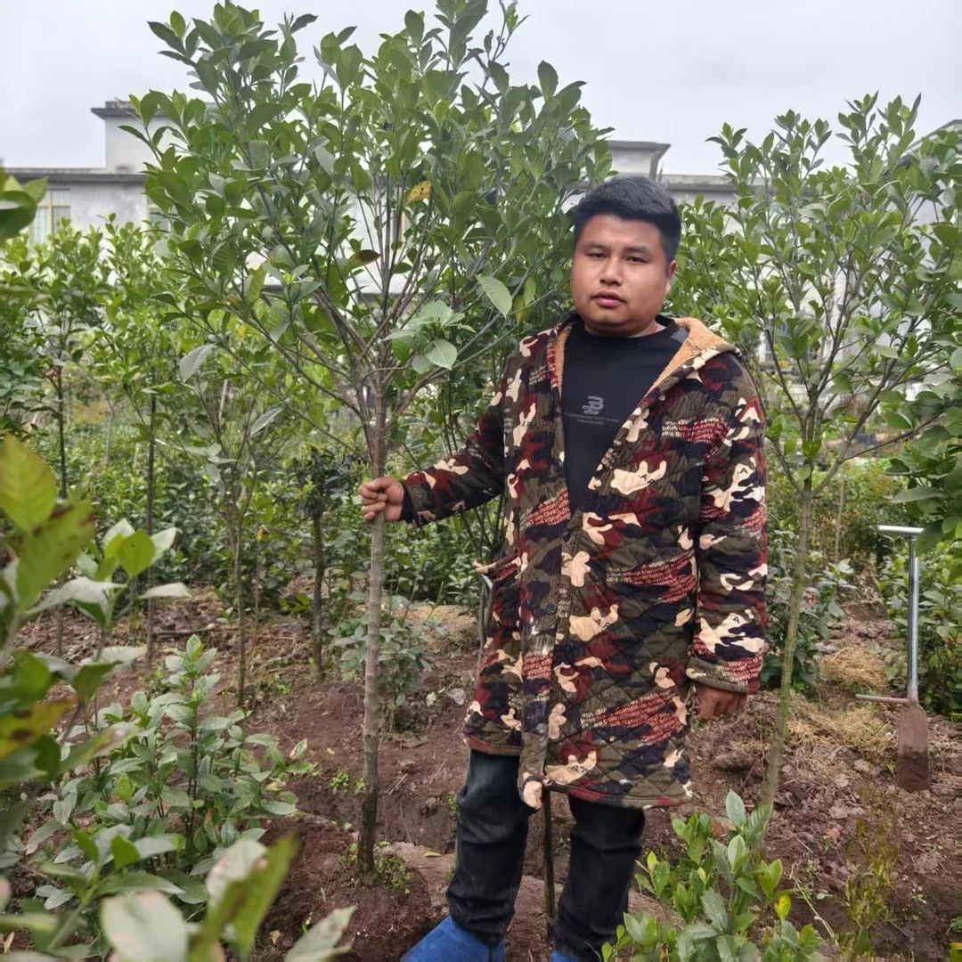 四川大叶荷栀子花大型满树花苞露天种植非大棚花绿植绿植盆栽