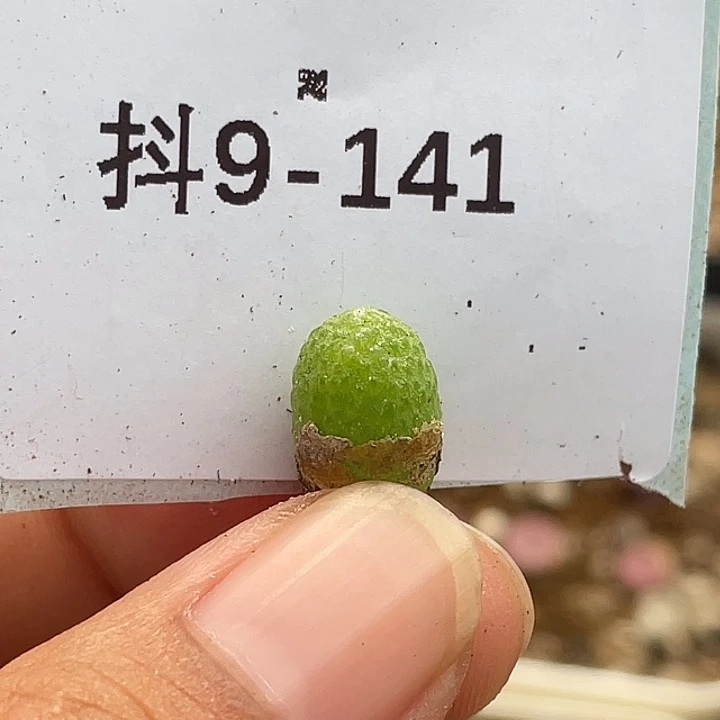 9-141玉米多肉植物