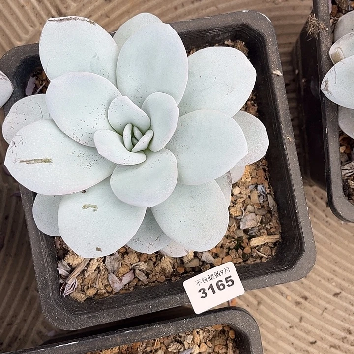 阿雅园艺。         3165雪莲