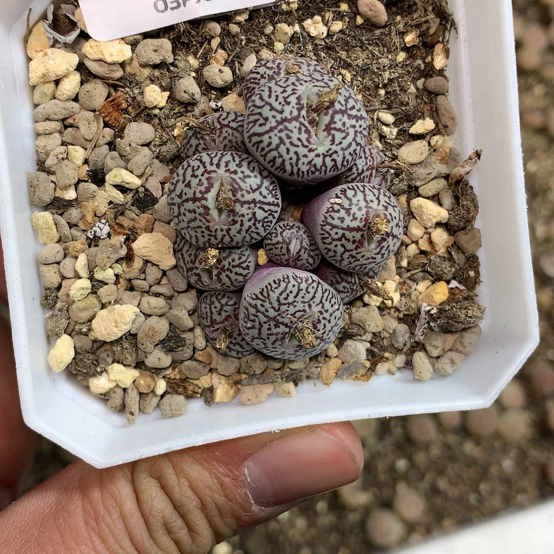 迷***子E558多肉植物保护