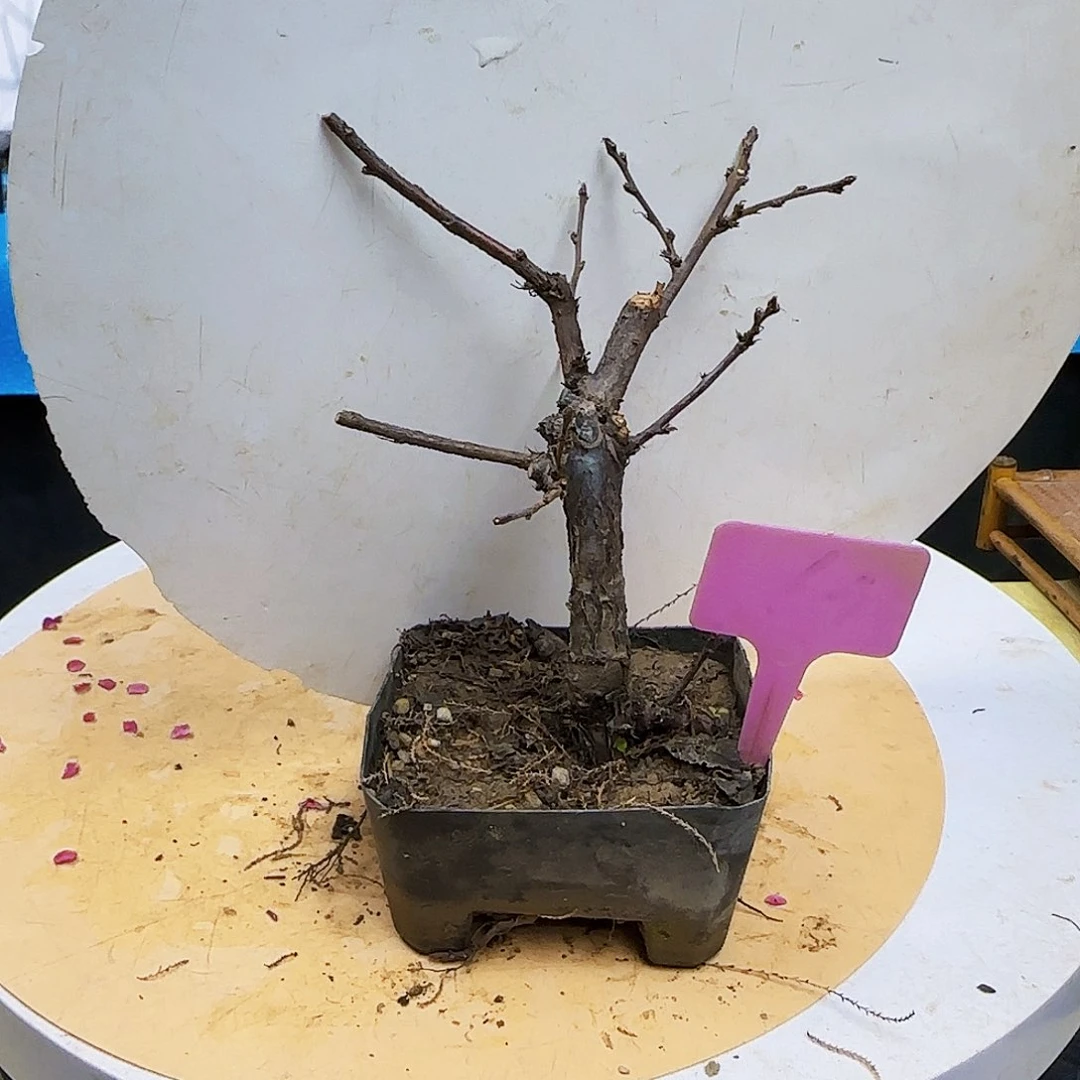 红陶L*us f v b n m m