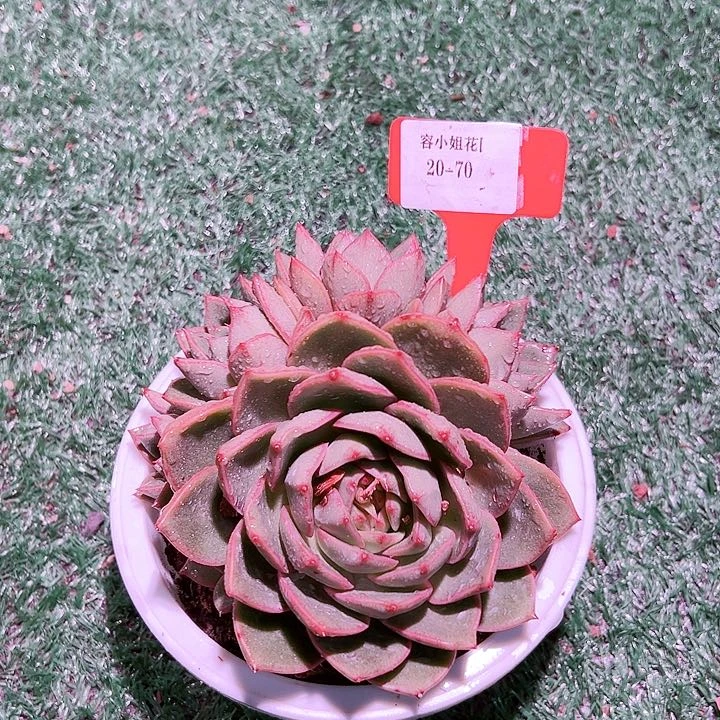 20.70大合集一个脱土