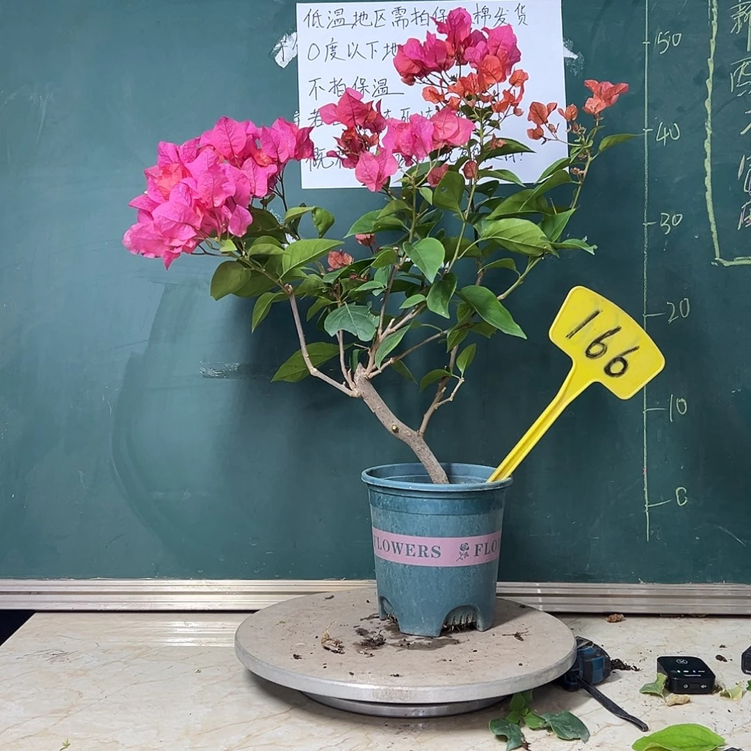 完全开放  同安红  造型  166