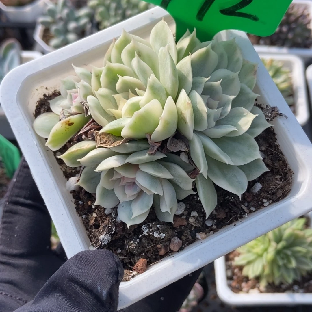 772盎司诺锦多肉植物