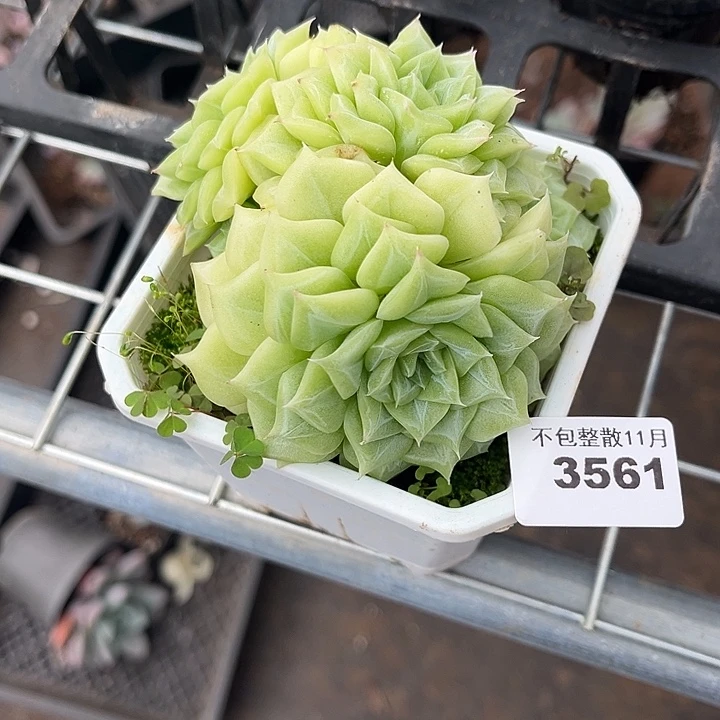 阿雅园艺。        3561白天鹅
