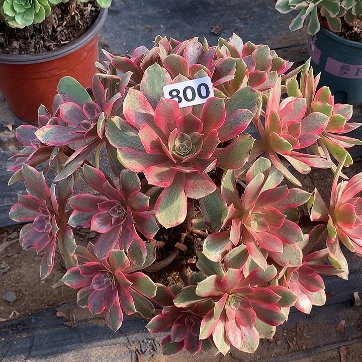 多肉植物浣纱800号