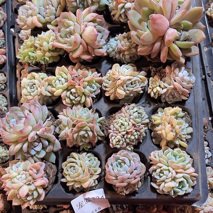 直播福利一物一拍224