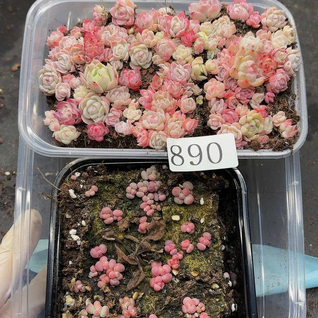 多肉植物多肉植物890