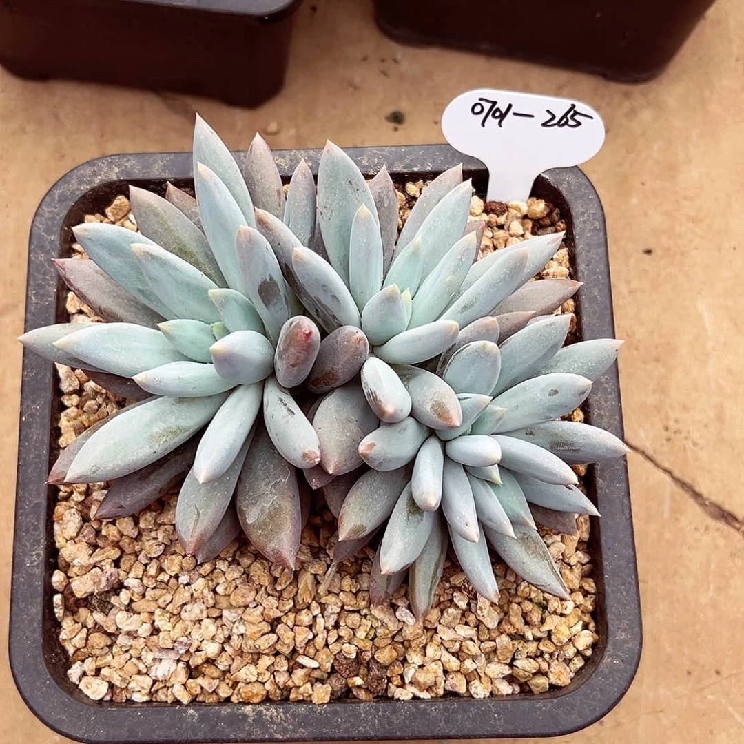 0701-265哥特萝莉